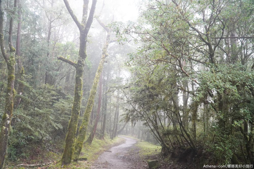 宜蘭太平山一日遊心得｜太平山森林步道森呼吸，原始森林一日遊