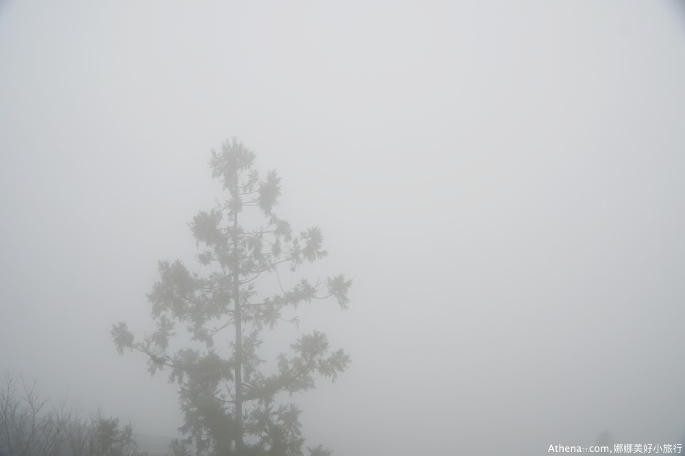 宜蘭太平山一日遊心得｜太平山森林步道森呼吸，原始森林一日遊